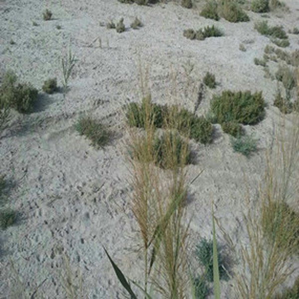 2015年，新疆喀什岳普湖县重度盐碱荒地昔时改良后乐成莳植无花果