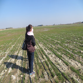 2014年，新疆奎屯开干齐乡重度盐碱地莳植小麦施用贡田土壤调理剂 （商品名：禾康），效果显著(图1)