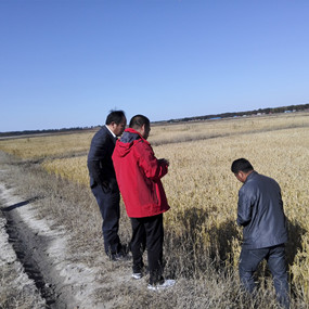 盐碱地莳植水稻昔时取得乐成—2014年吉林省镇赉县电视台新闻报道(图5)