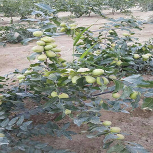 盐碱地莳植大枣—2013年新疆和田使用禾康改良盐碱荒地莳植大枣