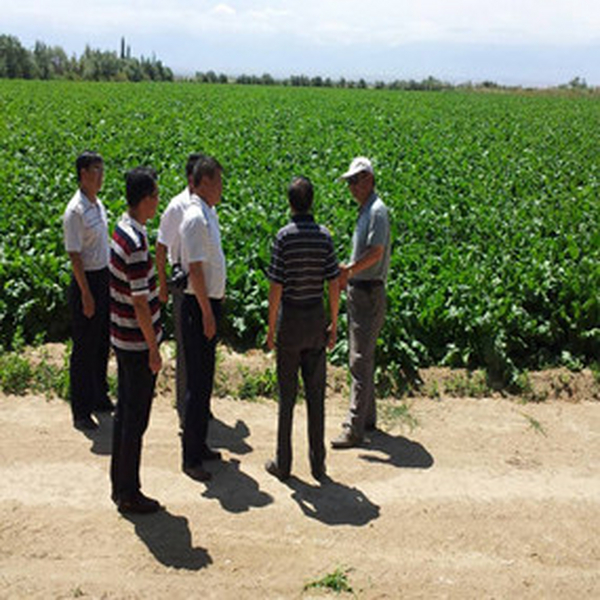 2013年河北张家口尚义县向导及专家到新疆伊犁考察盐碱地应用禾康项目