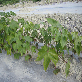 盐碱地改良莳植棉花—2012年农五师91团盐碱地莳植棉花使用禾康土壤改良剂报告(图2)