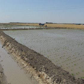 盐碱地改良莳植水稻—2012年吉林白城镇赉县盐碱地莳植水稻（拓荒、打井、插秧、生长和成熟全历程纪录）(图8)