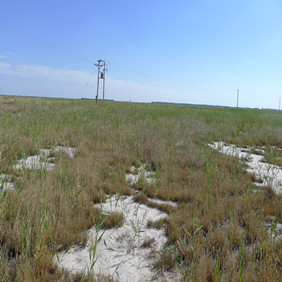 2011年央视7套记者王洪明赴内蒙古科右中旗采访盐碱地改良种稻全纪录(图8)