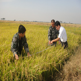 2010年吉林盐碱地改良种稻树模(图4)