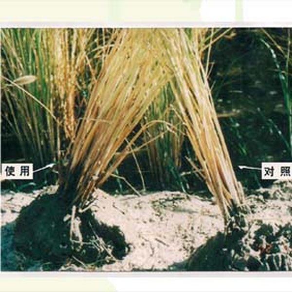 2006年内蒙古通辽孟根达坝拓荒地种水稻