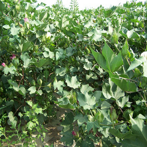 2005年新疆兵团150团棉花树模田