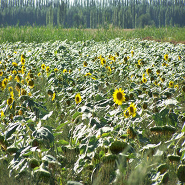 2004年新疆农四师新拓荒地种油葵