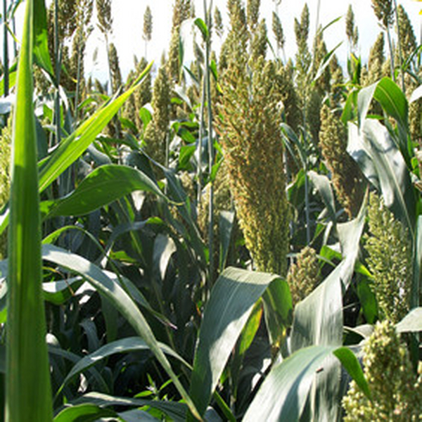 2004年新疆农四师72团盐碱地改良种高粱