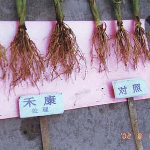 使用禾康改良盐碱地与其它盐碱地改良要领相比有哪些优势？