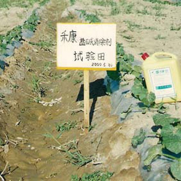 2000年新疆哈密西沙漠开发区盐碱地改良莳植哈密瓜