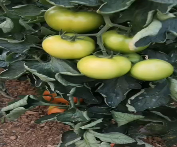 大棚莳植西红柿用禾康土壤调理剂，膨果效果看得见！