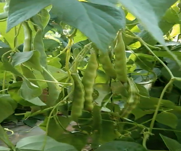 大棚莳植豆角用禾康土壤调理剂，角多叶绿不早衰