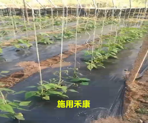 大棚莳植豆角用禾康土壤调理剂死苗大大镌汰