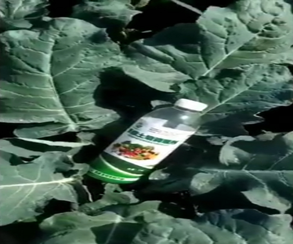 西蓝花弱苗用禾康土壤改良剂后生长迅速恢复结实