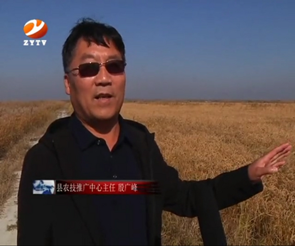 盐碱地改良施用禾康土壤调理剂莳植水稻昔时取得丰收