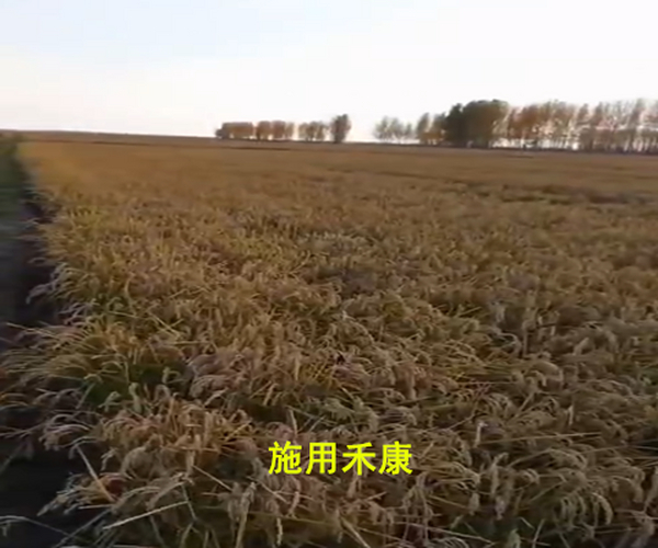 盐碱地改良种稻用禾康土壤调理剂抗倒伏，产量高！