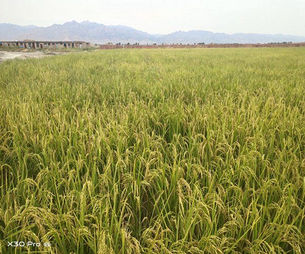 改良低产盐碱地莳植水稻用禾康土壤调理剂增产显著
