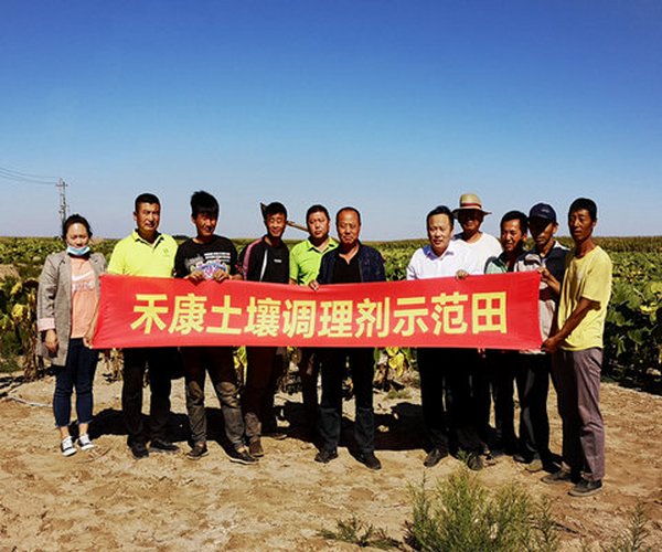 用禾康改良盐碱荒地莳植向日葵昔时取得丰产