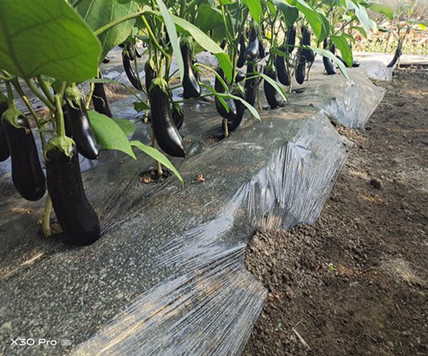 大棚莳植茄子用禾康增产提质效果显著