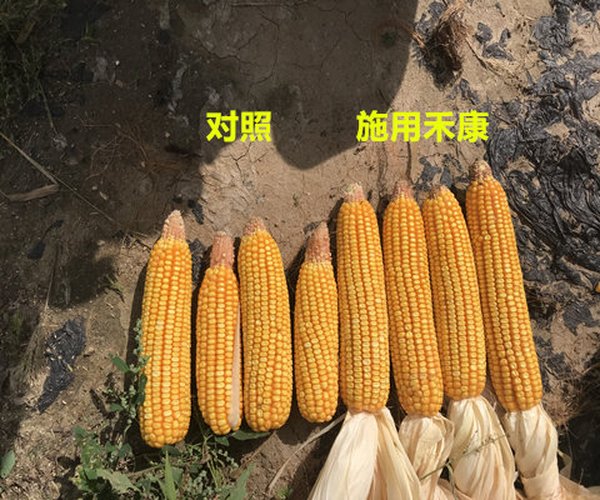 用禾康改良低产盐碱地莳植玉米昔时取得高产