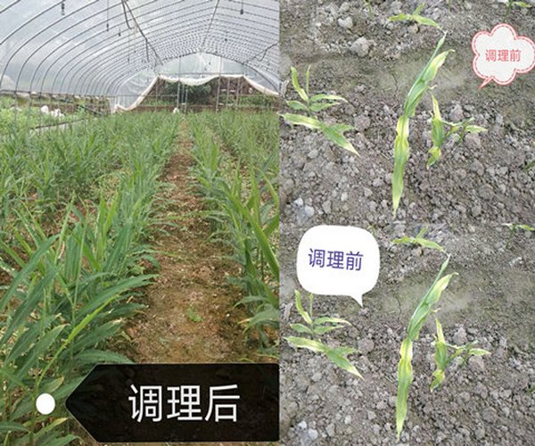 大棚土壤盐碱化怎么改良？