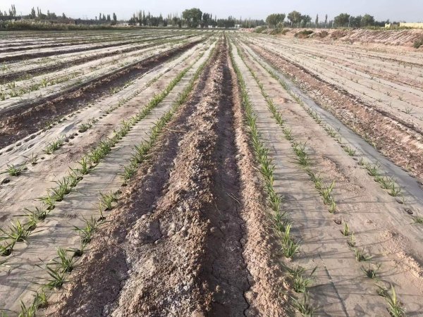 新疆阿克苏柯坪县盐碱荒地改良施用禾康效果显著。