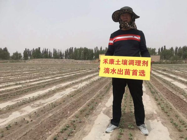 受盐碱危害低产棉田，滴水出苗施用禾康出苗率高，苗齐苗壮。