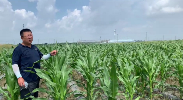 黑龙江大庆弃耕多年盐碱荒地改良施用禾康土壤调理剂，昔时莳植玉米。