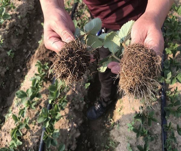 大棚土壤改良莳植草莓-用禾康土壤调理剂增产提质效果好