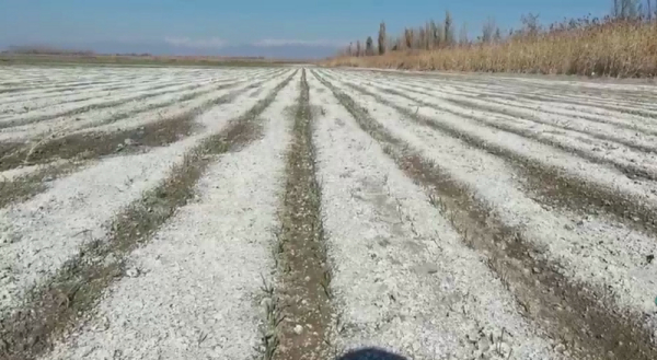 受盐碱严重危害的低产田，用禾康土壤调理剂改良后，盐碱改良及昔时增产效果都显著。 