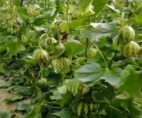 温室大棚莳植甜瓜施用禾康土壤调理剂增产提质效益显著