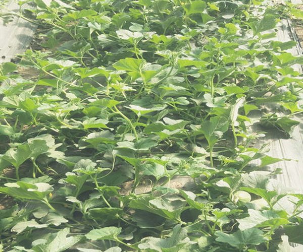 大棚土壤改良莳植甜瓜应用禾康土壤调理剂增产30%以上