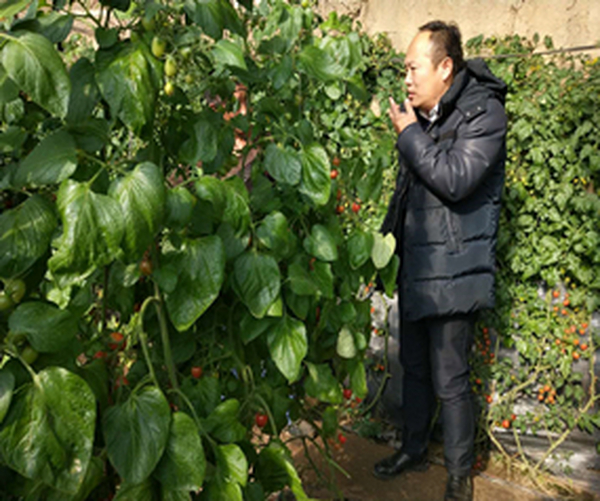 温室大棚土壤改良施用禾康土壤调理剂莳植增产提质效益显著