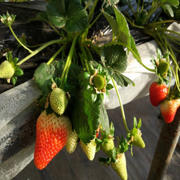 大棚土壤改良解决草莓莳植基地基质盐分高及浇灌水盐碱化问题