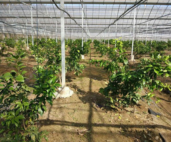 大棚土壤改良上海地区橘园刷新大宗使用禾康土壤改调理剂