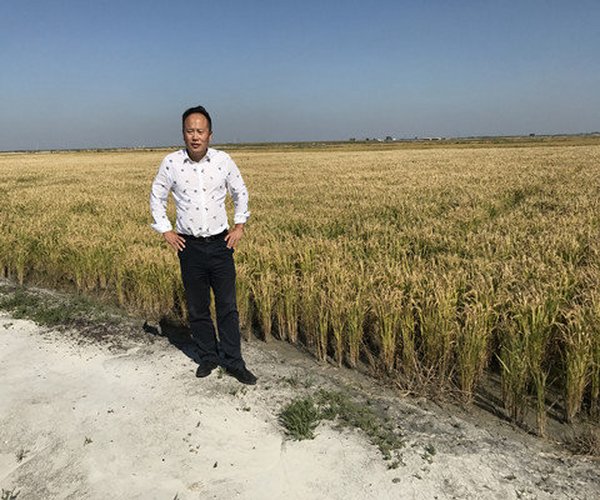 盐碱地改良手艺应用-2017年，吉林大安农户使用禾康土壤调理剂改良重度苏打盐碱地