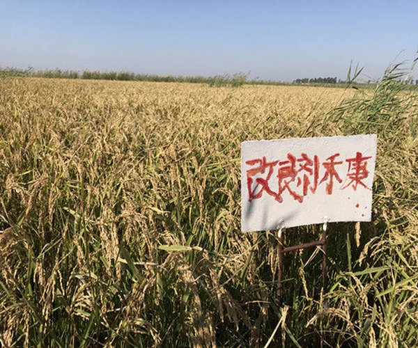 使用脱硫石膏、硫酸铝、硫酸锌、硫酸亚铁等物质改良盐碱地与使用禾康土壤改良剂改良盐碱地有什么差别？