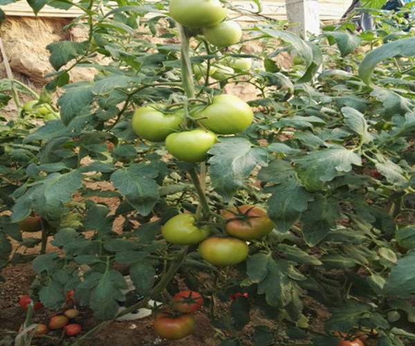 大棚西红柿苗黄叶、打蔫高效解决要领