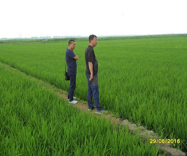 吉林镇赉县农业局盐碱地改良莳植水稻项目应用禾康土壤调理剂