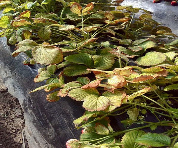 草莓叶子发黄（黄叶），打蔫高效解决要领