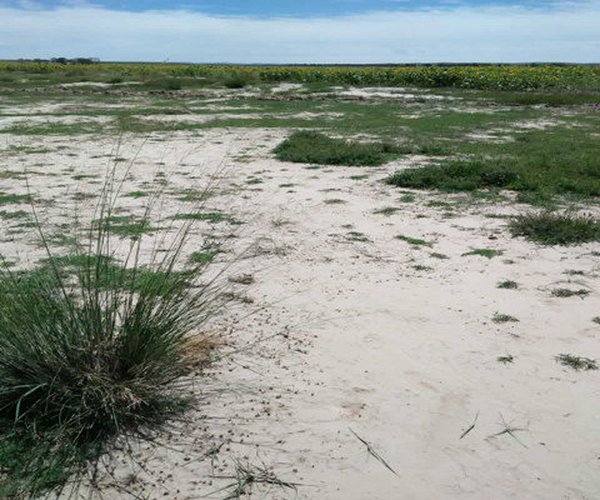 2011年1月8日，与新疆生产建设兵团91团告竣4万亩盐碱地改良协议