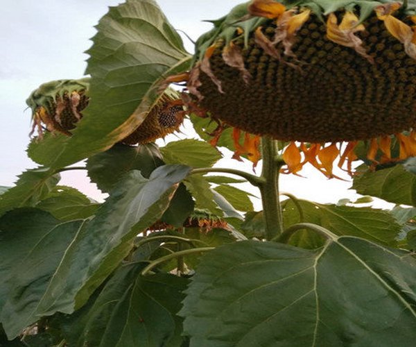 内蒙古盐碱荒地施用禾康土壤改良剂莳植食葵