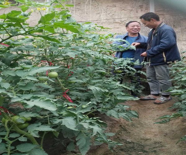 大棚土壤改良应用禾康土壤调理剂莳植番茄效果显著