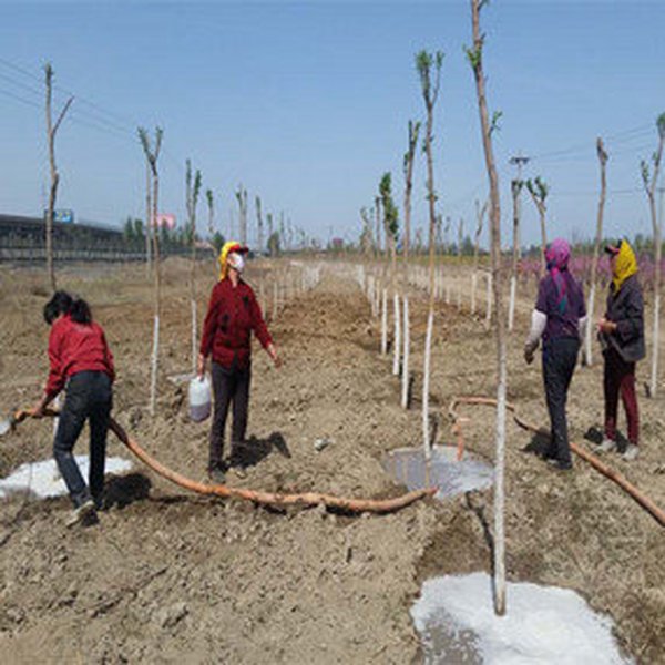 天津园林绿化盐碱地植树应用禾康土壤调理剂 III