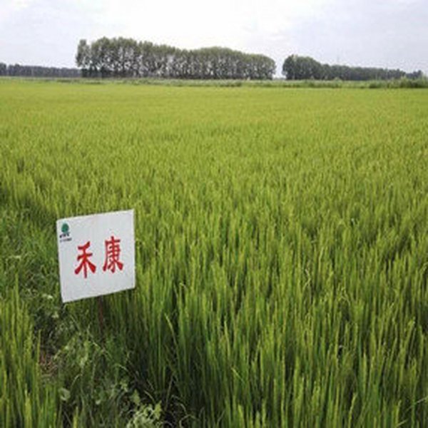 盐碱地莳植水稻在施肥上要注重哪些问题？