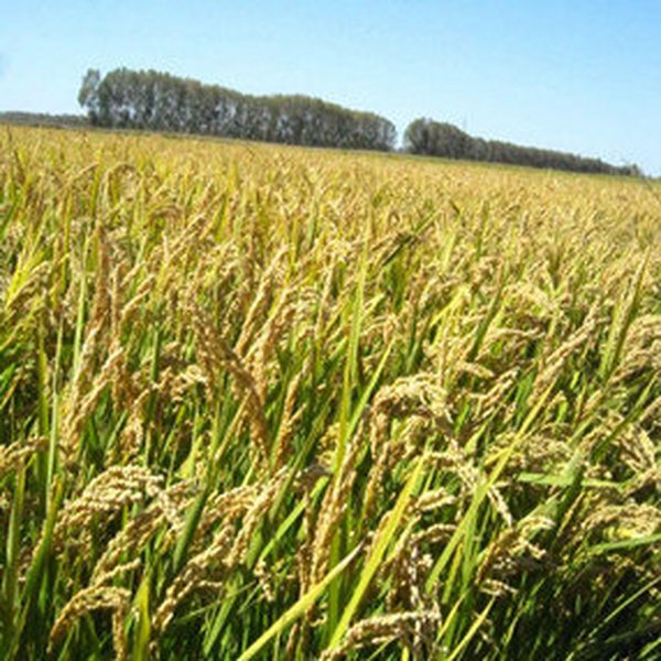 盐碱地插秧后怎样避免大缓苗？