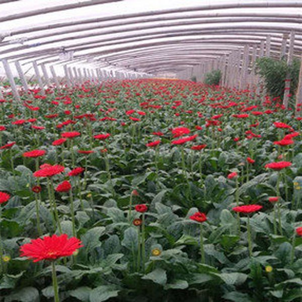 大棚土壤改良 山东沂南县温室施用禾康土壤改良剂后，效果显著