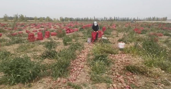 受盐碱危害妄想放弃的洋葱地，用禾康土壤调理剂改良后死去活来，获得丰收。