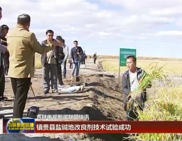 吉林镇赉县重度苏打盐碱地改良施用禾康土壤调理剂，实现昔时改良、昔时莳植、昔时平均亩产700斤以上。